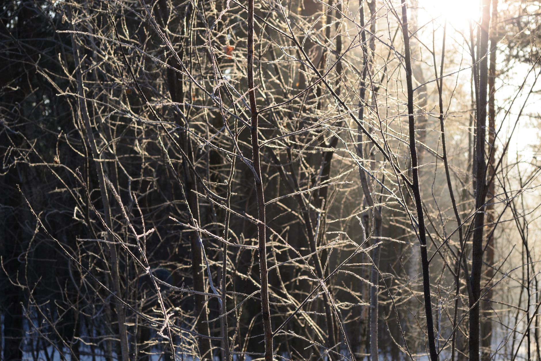 Ziemas saule caur kailiem kokiem Latvijā